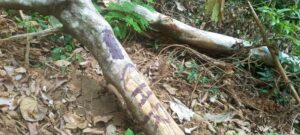 6 avril 2026:es arbres abattus dans la forêt communale de Yoko, à Nyem.