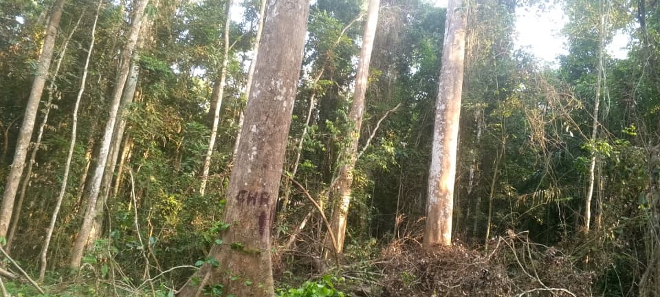 Une vue de la forêt communale de Yoko. (@)DataCameroon